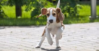 Beagle puppy running in the yard