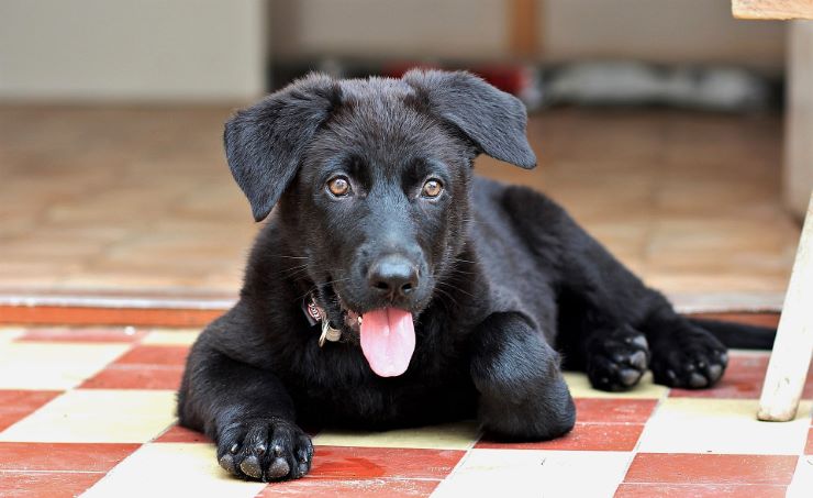 Black German Shepherd puppy on a floor