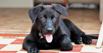 Black German Shepherd puppy with his tongue out