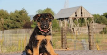 GSD puppy outside in the yard