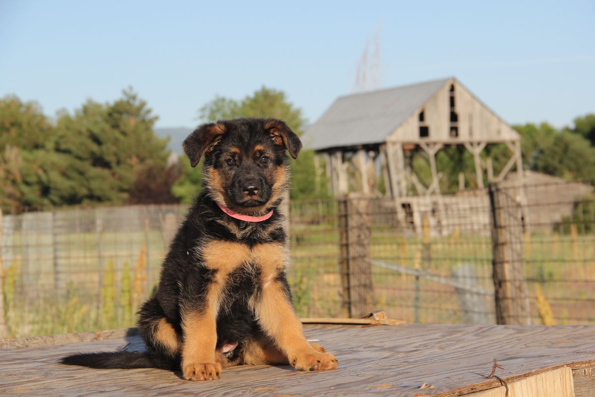 how do i stop my german shepherd puppy from peeing in the house