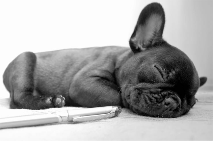 A Black French Bulldog puppy sleeping on a carpet