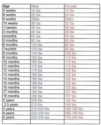 How Much should an English Mastiff Weigh (Growth Chart)?