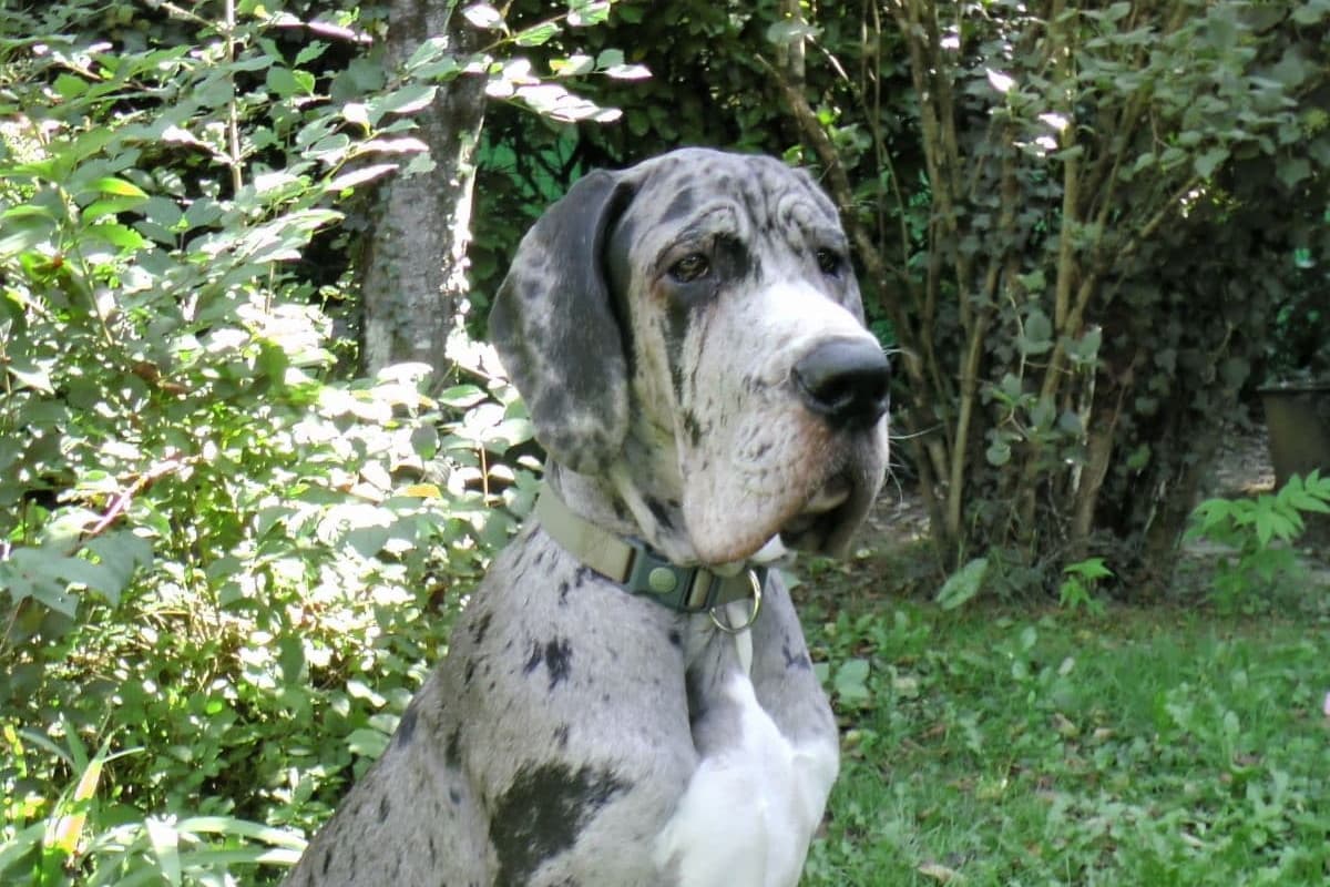 do great danes need a big yard