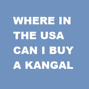 are kurdish kangal dogs illegal in the us