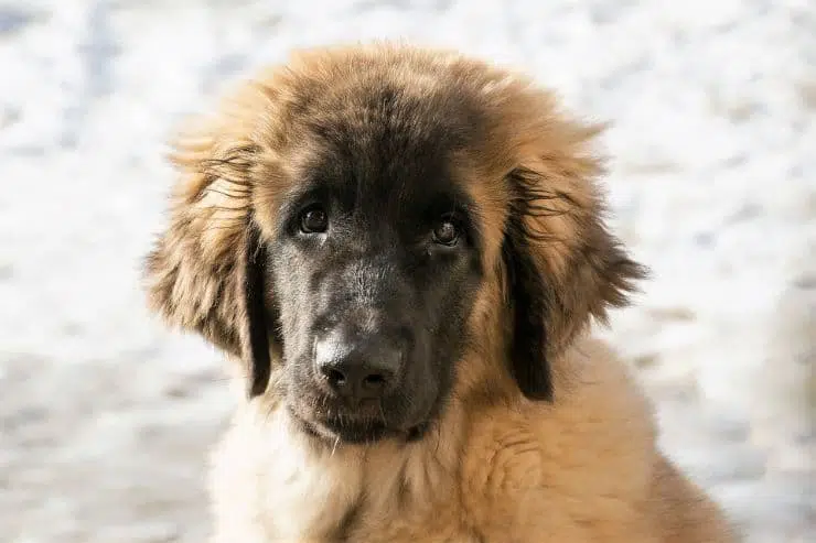 charming Leonberger puppy 