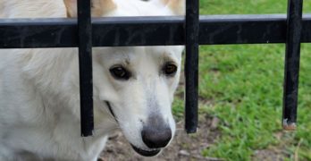 security guarding dog