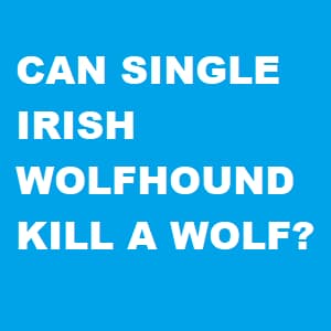 Irish Wolfhound vs Wolf banner