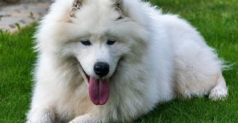 Male Samoyed resting on the grass