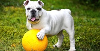 english bulldog with a ball
