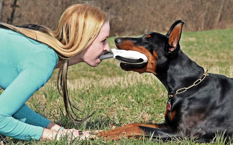 owner doberman training