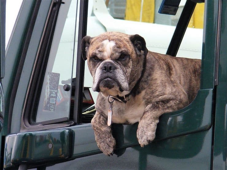 Dog in a truck window