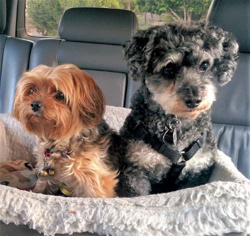 Two small dogs in a car