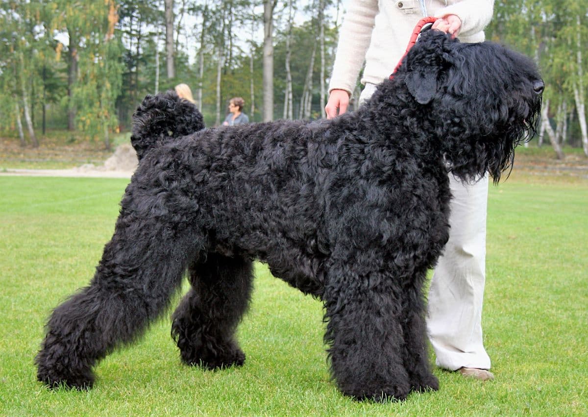 how do you groom black russian terrier