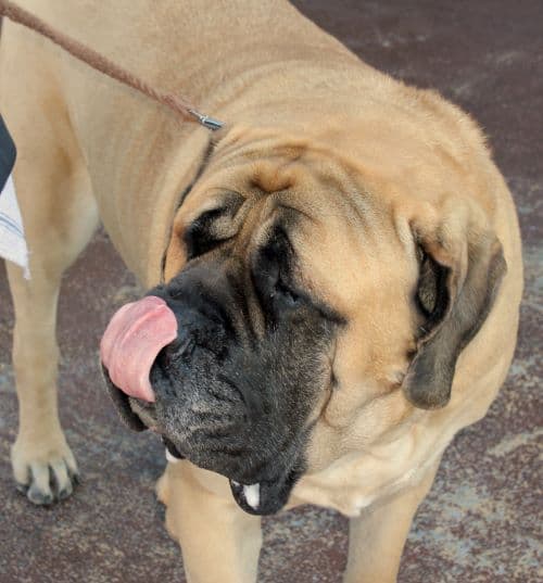 English Mastiff wants to drink