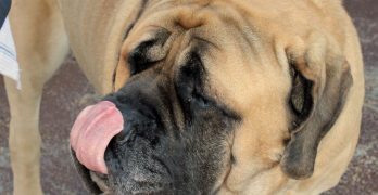 English Mastiff with a tongue