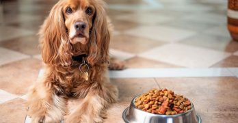 english cocker spaniel with a bowl