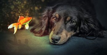 A dog watches a fish