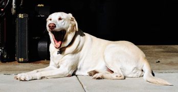 Yawning dog on the floor