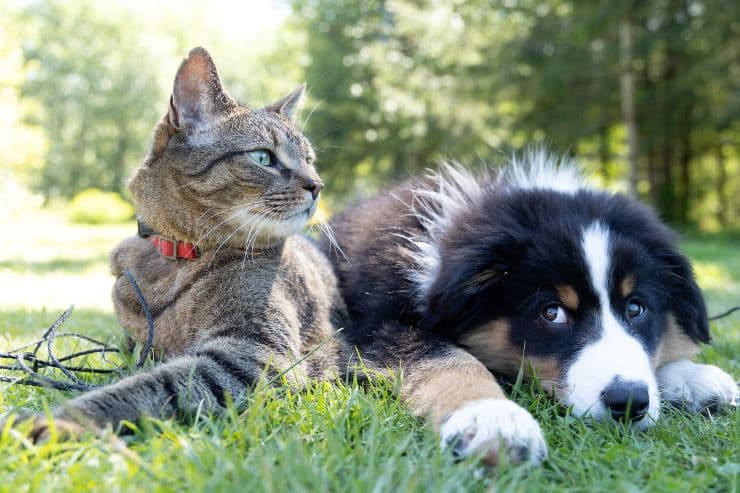 cat and dog lying together on the grass
