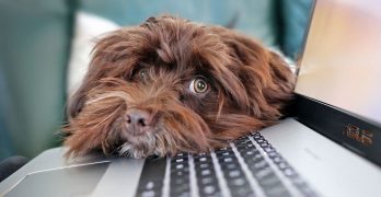 Dogs head on a laptop