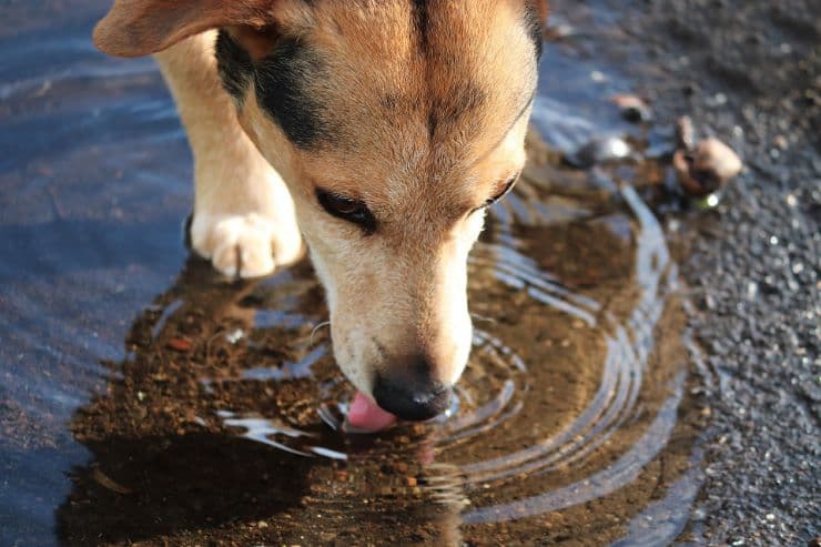 dog drinking from a puddle
