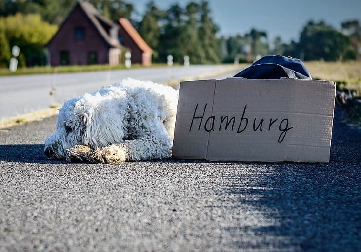 Hitchhiking dog is tired