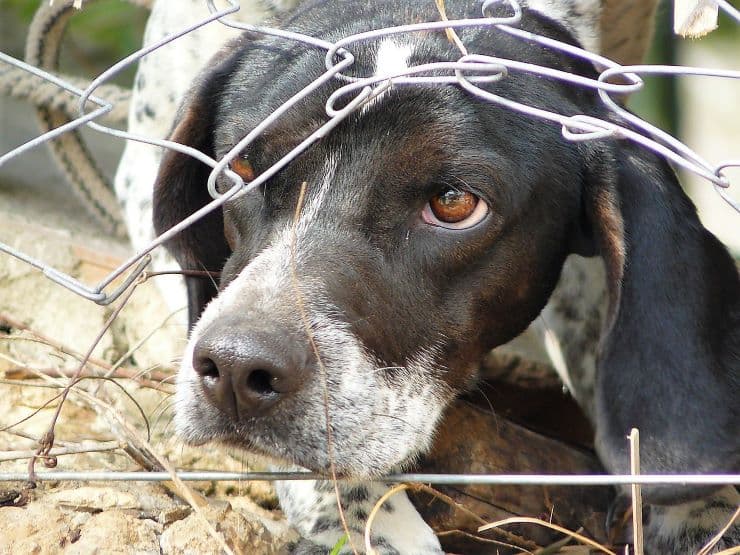 Dog peeps out of the fence