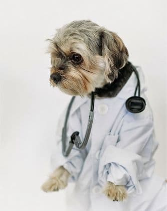 Dog in physician robe with stethoscope