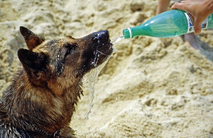 Hydrating a dog from a bottle