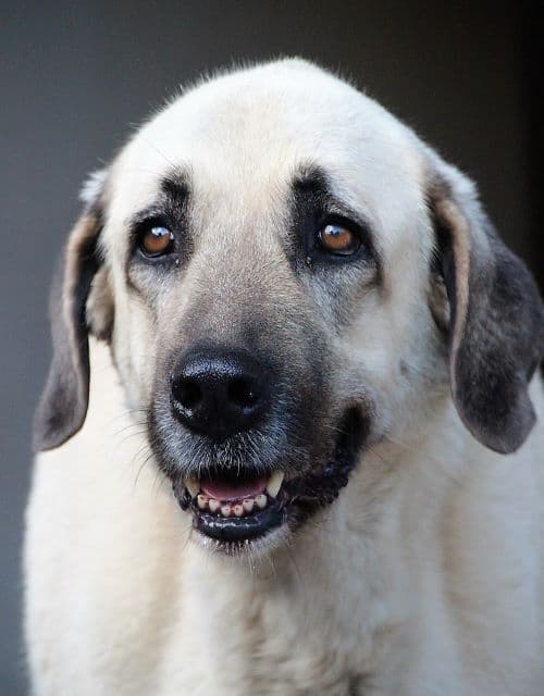 Kangal - dangerous dog portrait