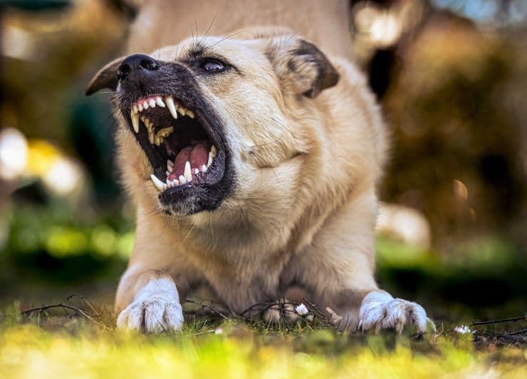 aggressive dog baring teeth