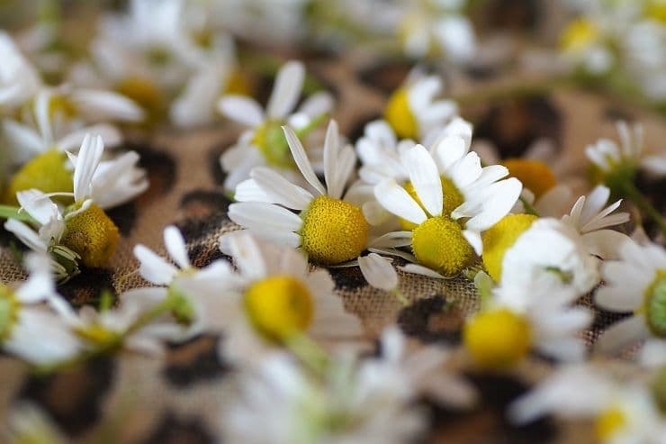 chamomile natural remedy