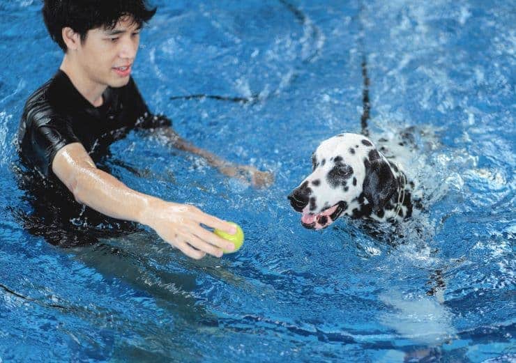 dog therapy at the swimming pool