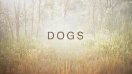 Dogs TV series documentary cover