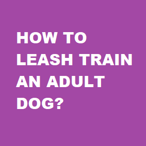 Leash Train banner