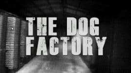 The Dog Factory documentary cover