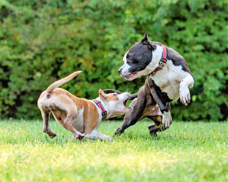 dog bites other dog's leg