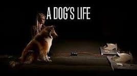 dog's life documentary cover