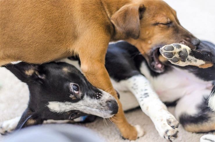 puppy bites other puppy's leg