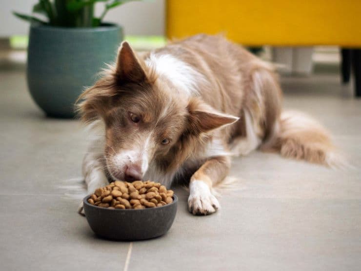 A picky dog examining the flaver of a dog food