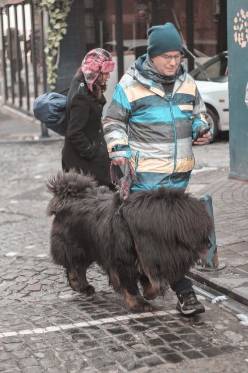 Socializing Tibetan Mastiff in the street