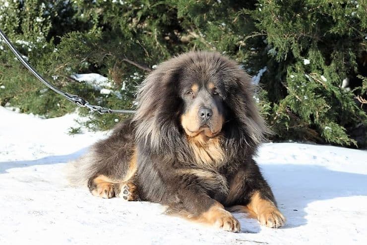 Tibetan Mastiff lying in the snow