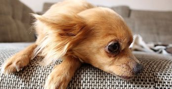 Chihuahua resting on a sofa