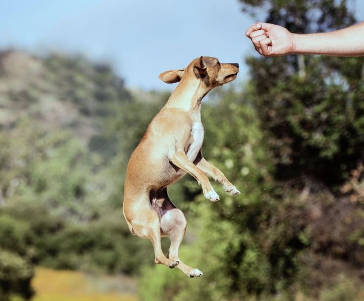 dog jumps outdoor to get a treat in training