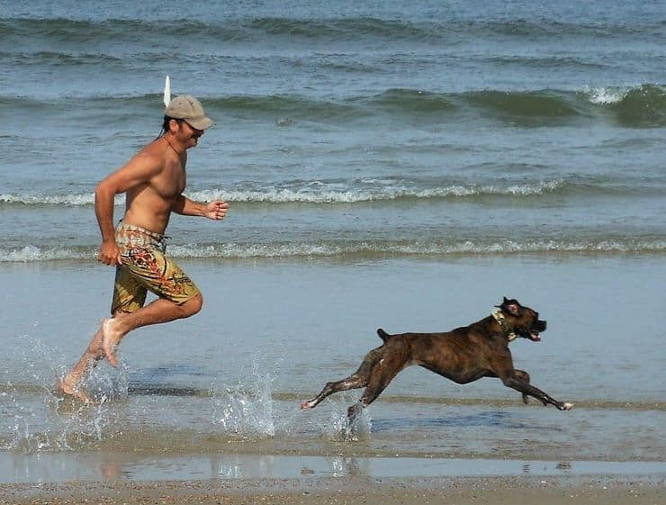 exercising boxer dog on a beach