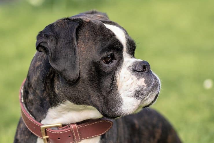 healthy boxer dog head