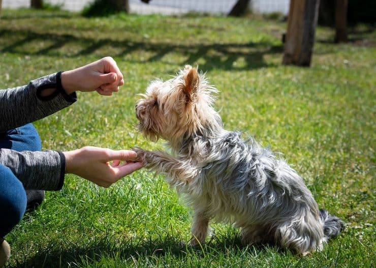 training of a small dog