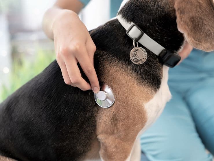 veterinarian examining a dog with stethoscope