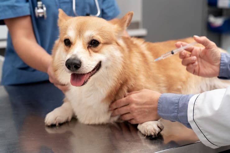 veterinarian giving injection to a dog